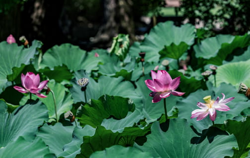 鶴舞公園